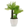 Decorative Plant Plastic (18 x 33 x 18 cm) White Ibergarden