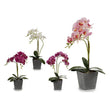 Decorative Flowers Orchid Plastic Plant pot Grey (18 x 53 x 28 cm) Ibergarden