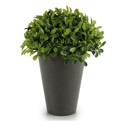 Decorative Plant (13 x 17 x 13 cm) Plastic Ibergarden